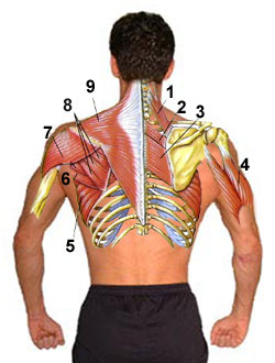 anatomy of the upper back muscles