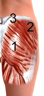 muscle anatomy of the gluts muscles