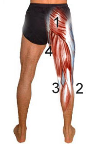 hamstring muscle anatomy