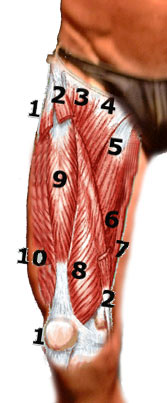 quadriceps anatomy picture